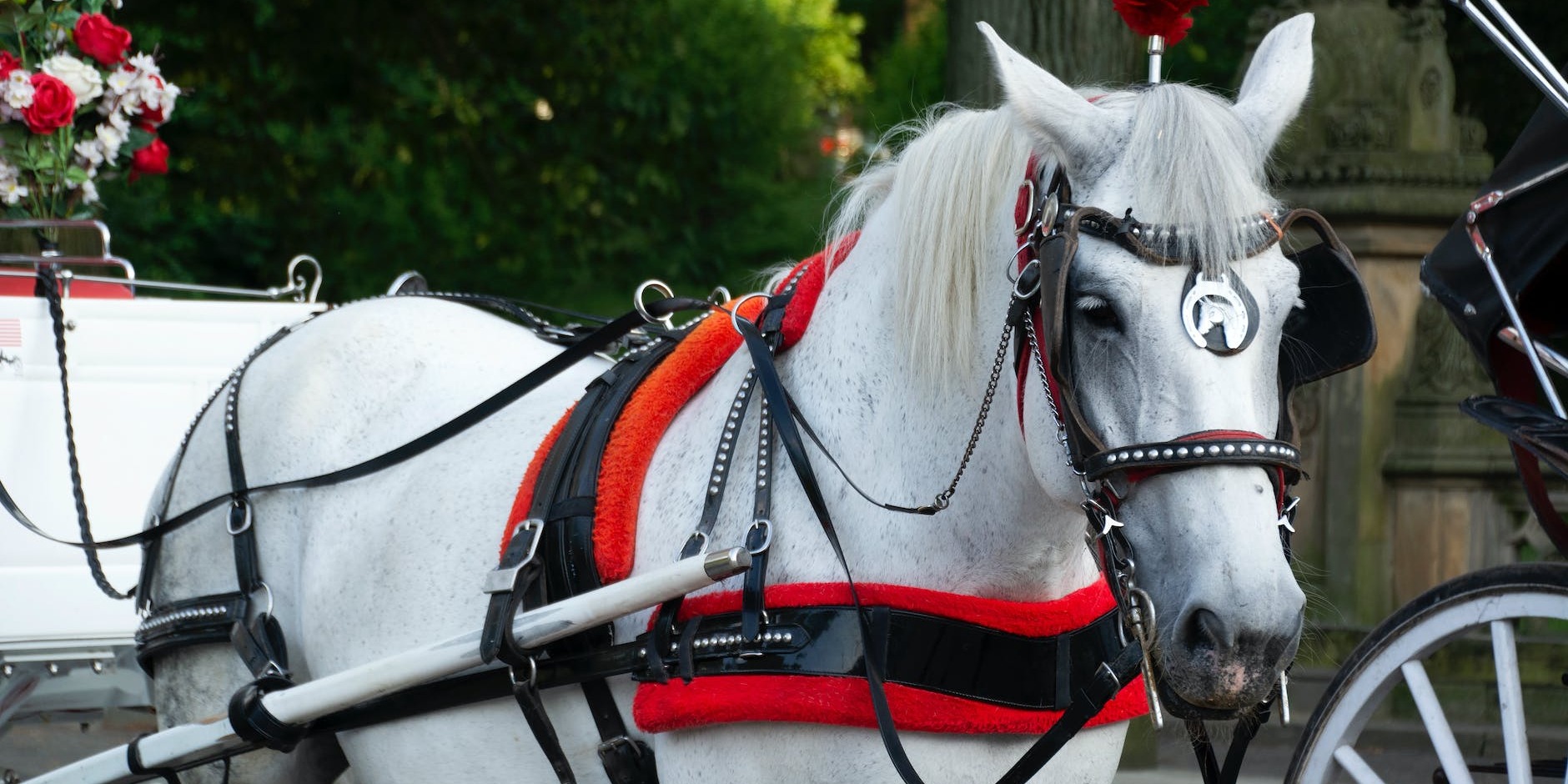 Experience the Romance of Horse and Carriage Hire on Special Occasions