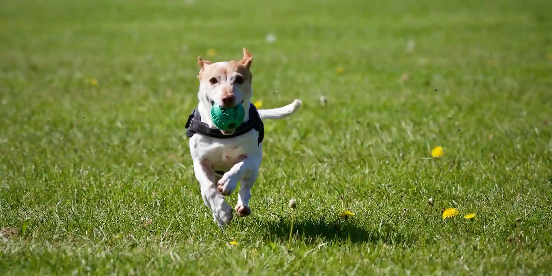Dog Walking Fields in and near Chepstow