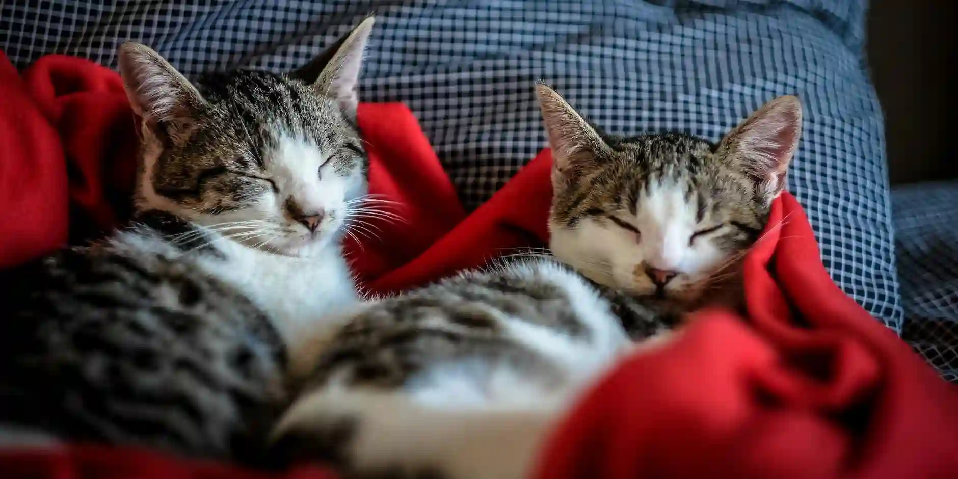 What Does Pet Insurance Cover and How Does It Benefit You? What Does Pet Insurance Cover and How Does It Benefit You?