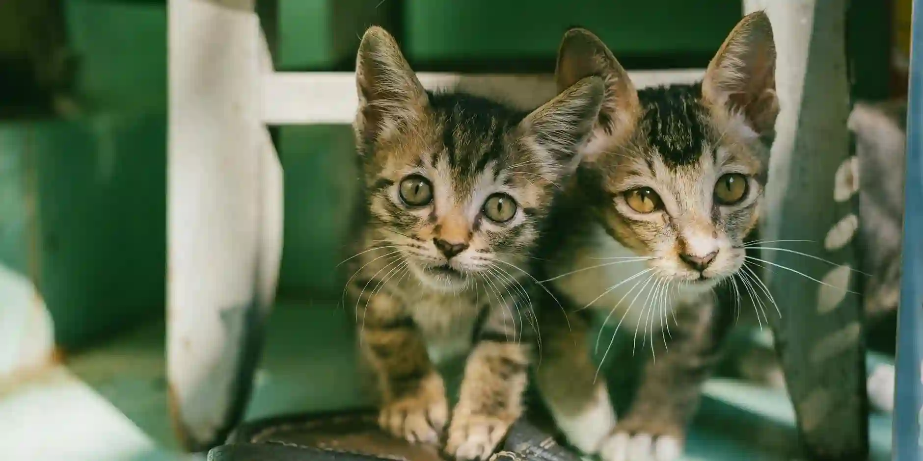 Comparing Pet Insurance Providers in the UK for 2024: What Pet Owners Should Know