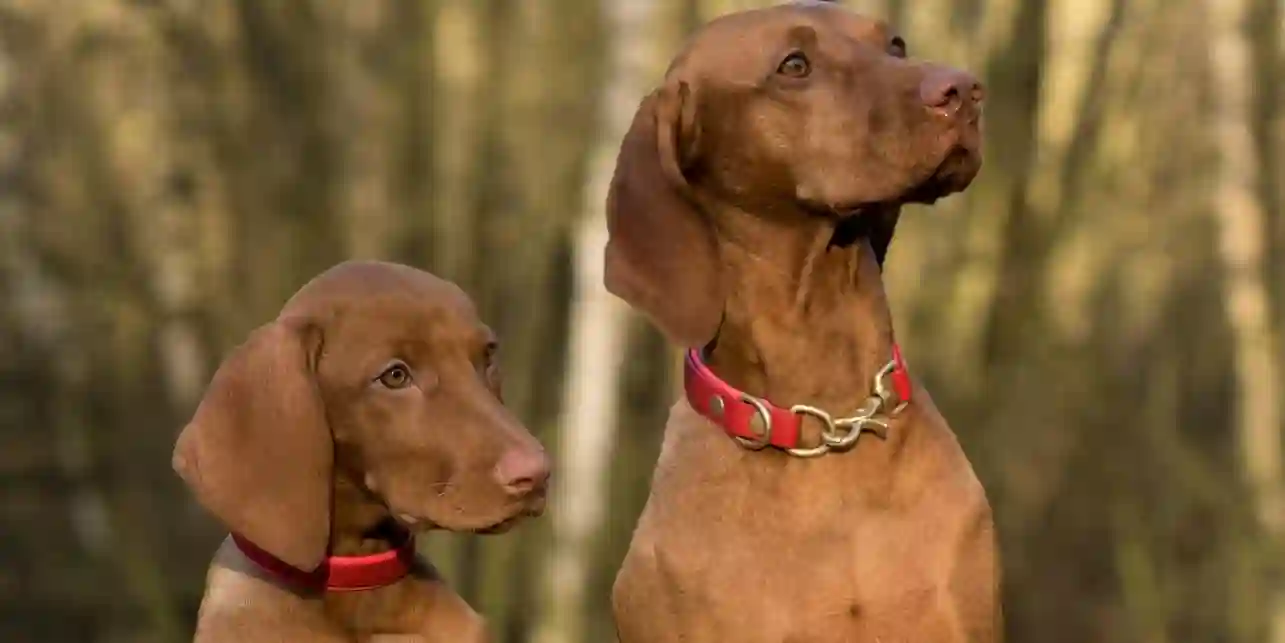 Pet Insurance: Is It Worth It?