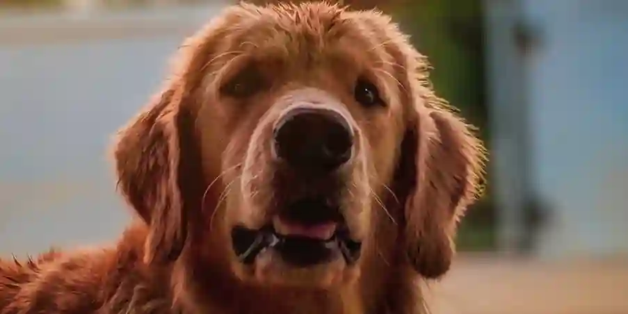 Understanding Pet Insurance: What Every Pet Owner in London Needs to Know Understanding Pet Insurance: What Every Pet Owner in London Needs to Know