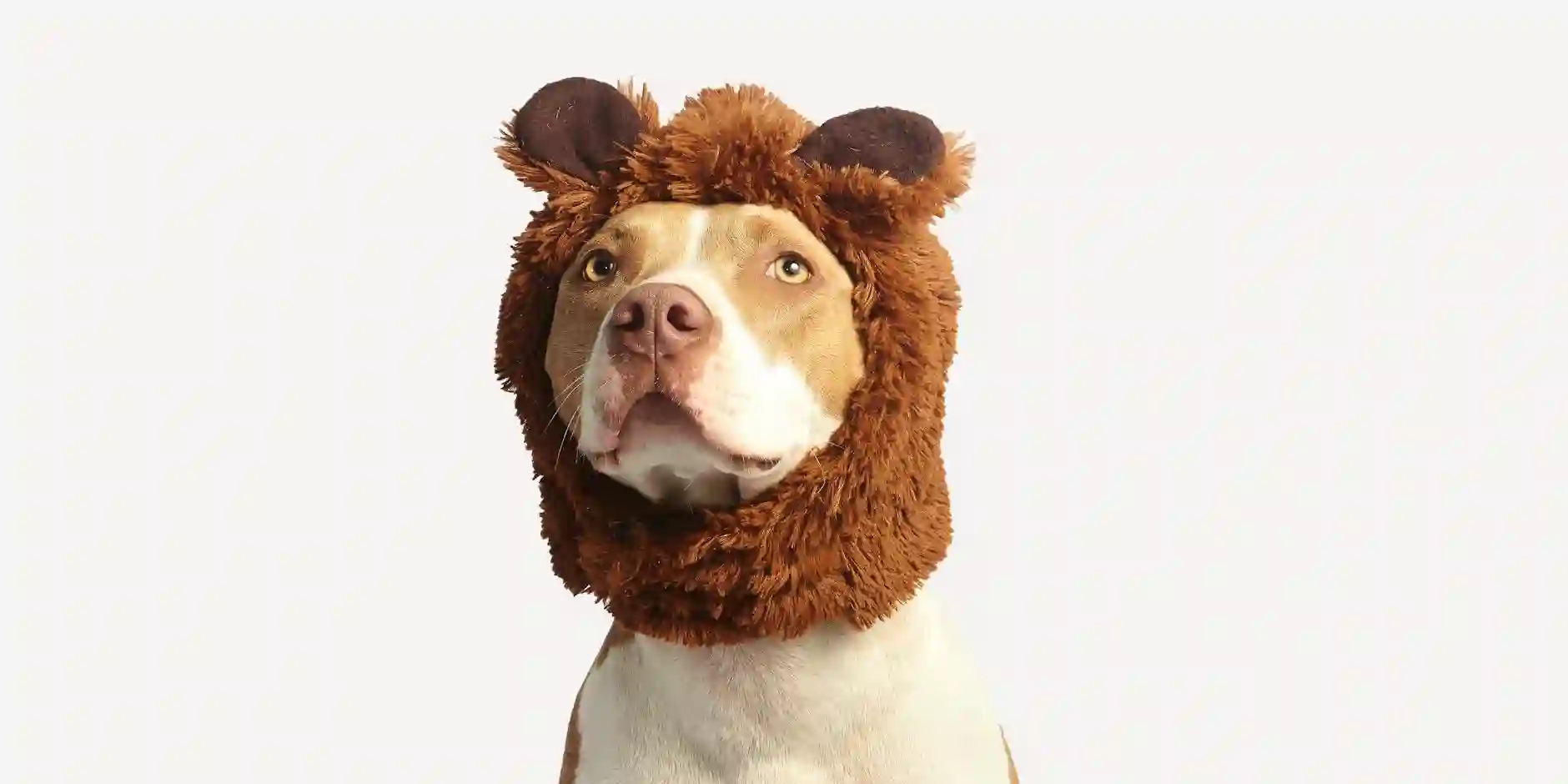 Pet Insurance in the UK: Protecting Your Furry Friends