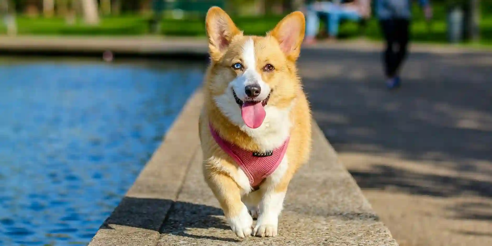 How to Choose the Best Pet Insurance in Manchester: A Comprehensive Guide How to Choose the Best Pet Insurance in Manchester: A Comprehensive Guide