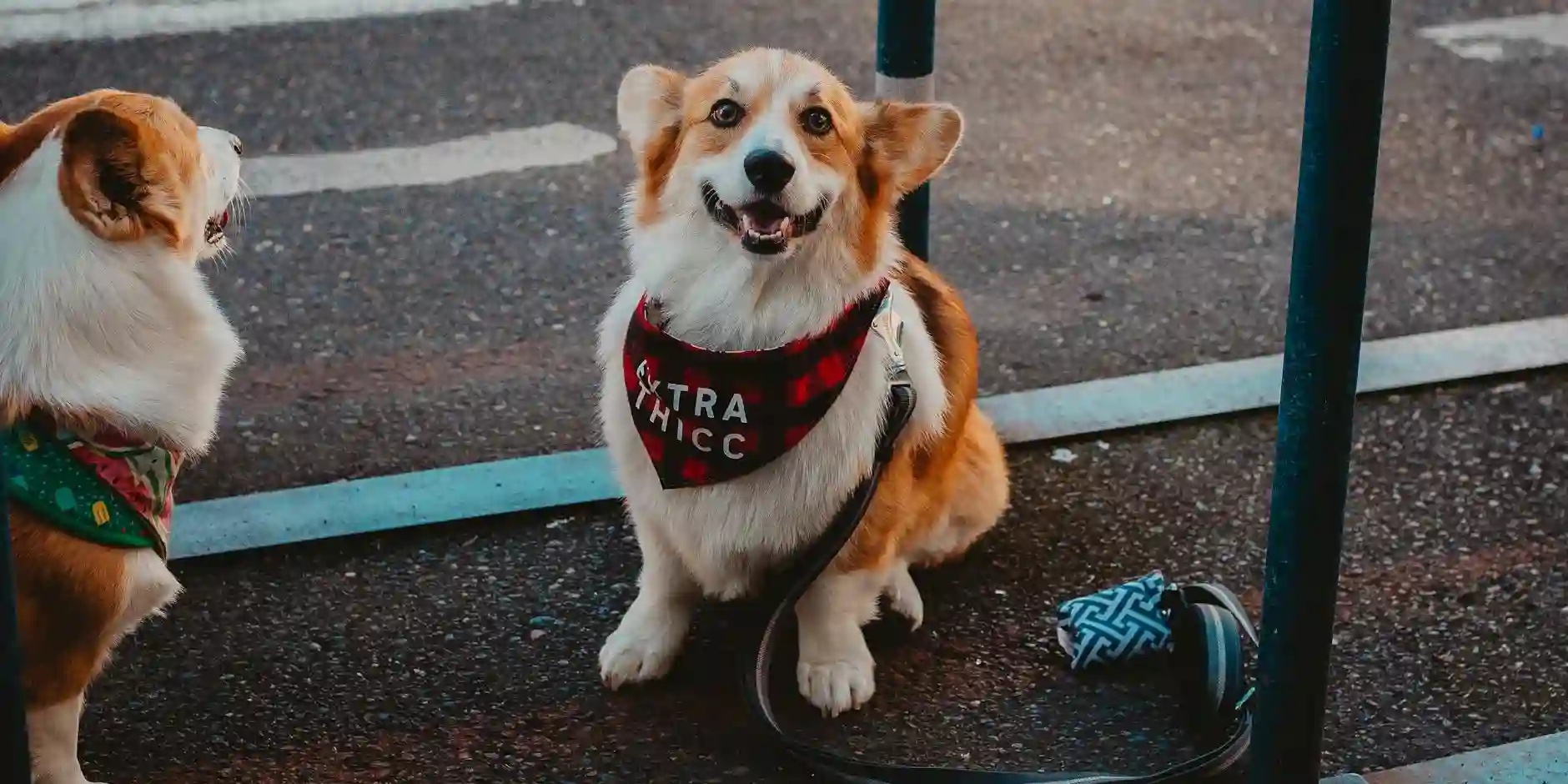 How to Choose the Best Pet Insurance for Your Furry Friend in Shrewsbury